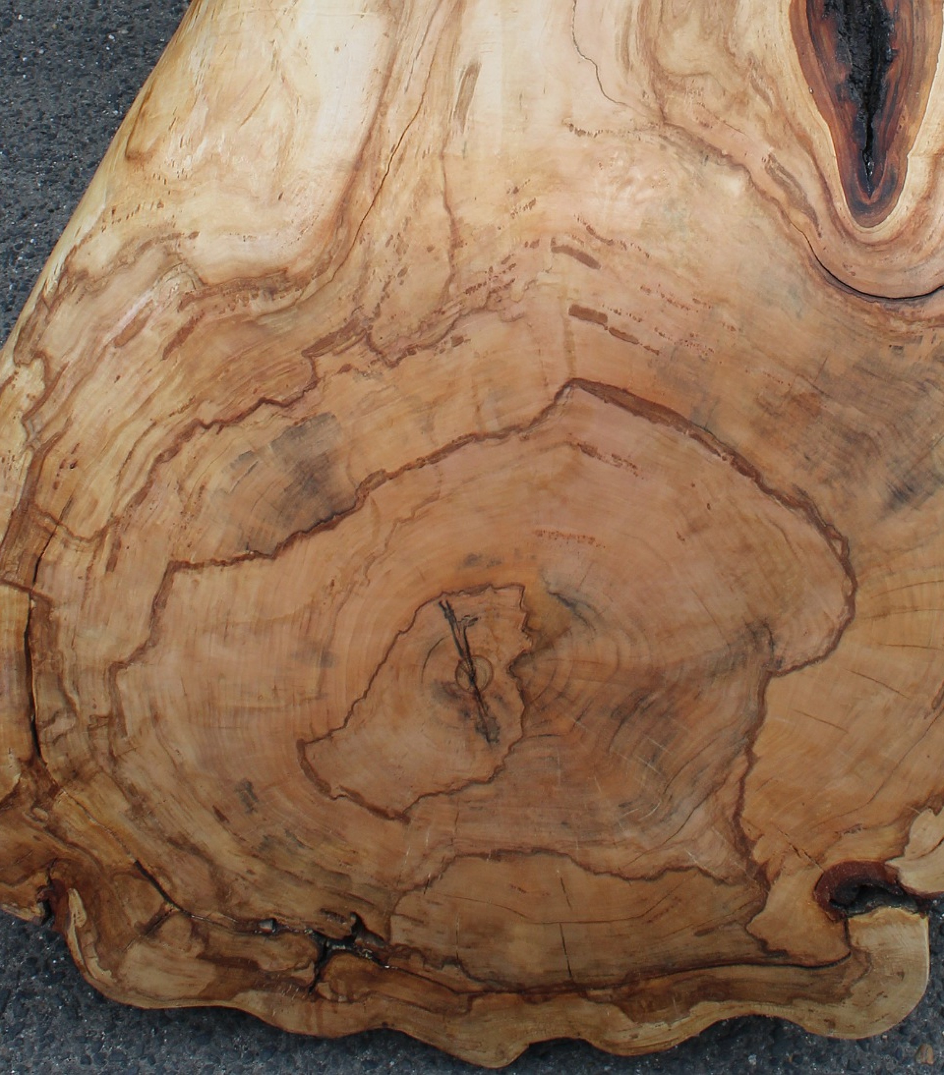 CHGH 1/1 Chelsie 200 éves Hársfából